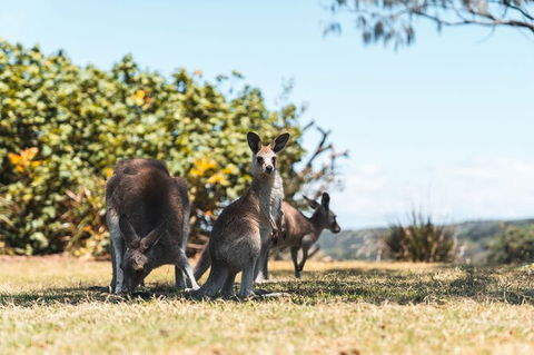 North Stradbroke Island Day Trip From Brisbane - Timeshare Accommodation 40