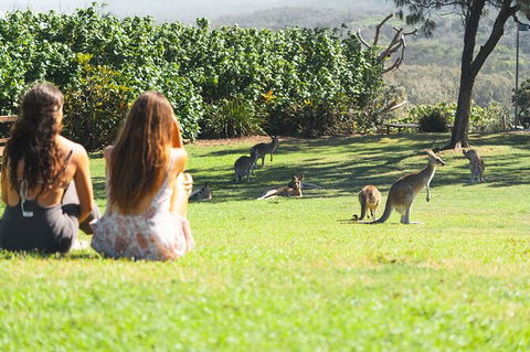 North Stradbroke Island Day Trip From Brisbane - Timeshare Accommodation 28