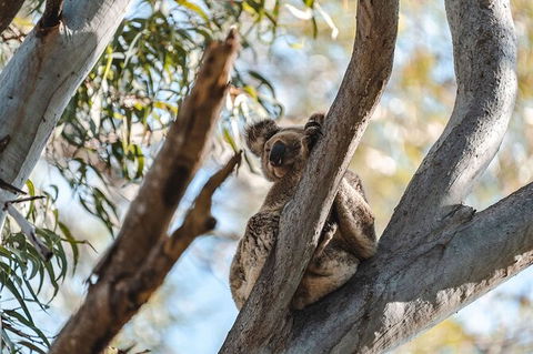 North Stradbroke Island Day Trip From Brisbane - Timeshare Accommodation 27