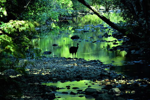 Daintree - Cape Tribulation & Atherton Tablelands Tours From Port Douglas - Timeshare Accommodation 1