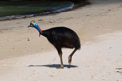 Daintree - Cape Tribulation & Atherton Tablelands Tours From Port Douglas - Timeshare Accommodation 17
