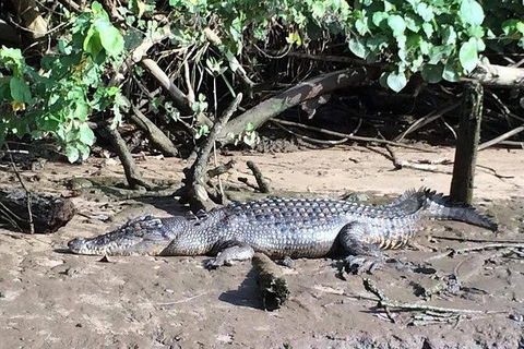 Daintree - Cape Tribulation & Atherton Tablelands Tours From Port Douglas - Timeshare Accommodation 24