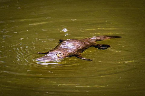Daintree - Cape Tribulation & Atherton Tablelands Tours From Port Douglas - Timeshare Accommodation 27