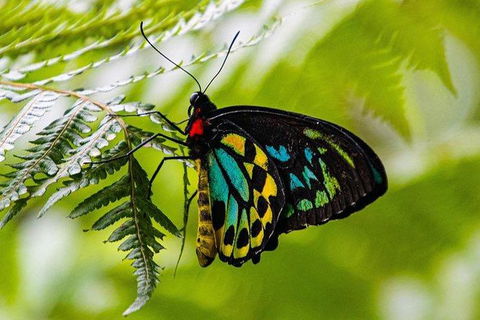 Daintree - Cape Tribulation & Atherton Tablelands Tours From Port Douglas - Timeshare Accommodation 19