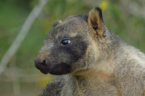 Daintree - Cape Tribulation & Atherton Tablelands Tours From Port Douglas - Timeshare Accommodation 8