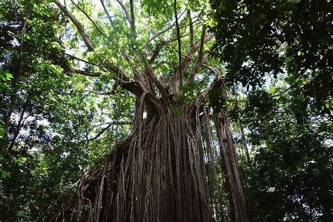 Daintree - Cape Tribulation & Atherton Tablelands Tours From Port Douglas - Timeshare Accommodation 20