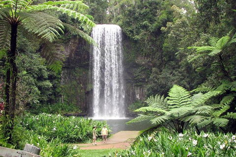 Daintree - Cape Tribulation & Atherton Tablelands Tours From Port Douglas - Timeshare Accommodation 12
