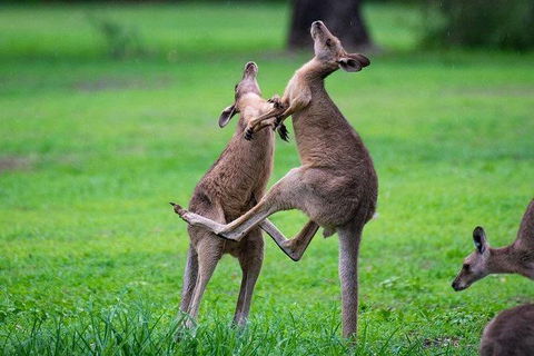 Daintree - Cape Tribulation & Atherton Tablelands Tours From Port Douglas - Timeshare Accommodation 14