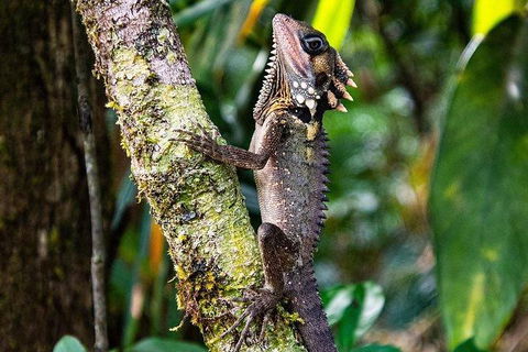 Daintree - Cape Tribulation & Atherton Tablelands Tours From Port Douglas - Timeshare Accommodation 7