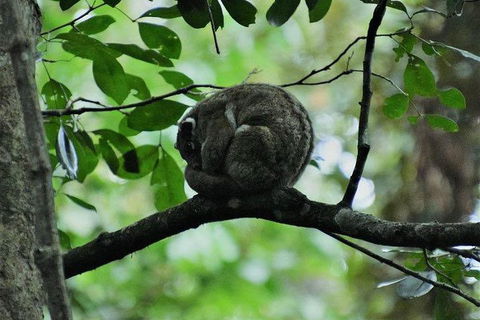 Daintree - Cape Tribulation & Atherton Tablelands Tours From Port Douglas - Timeshare Accommodation 11