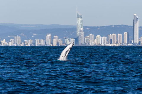 Half-Day Whale Watching And Canal Cruise From Surfers Paradise - Timeshare Accommodation 1
