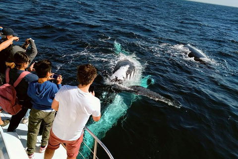 Half-Day Whale Watching And Canal Cruise From Surfers Paradise - Timeshare Accommodation 0