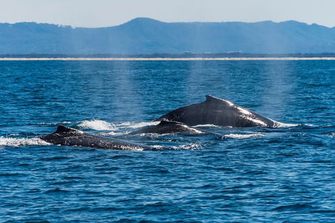 Half-Day Whale Watching And Canal Cruise From Surfers Paradise - Timeshare Accommodation 4
