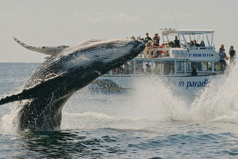 Half-Day Whale Watching And Canal Cruise From Surfers Paradise - Timeshare Accommodation 3