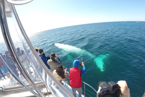 Half-Day Whale Watching And Canal Cruise From Surfers Paradise - Timeshare Accommodation 6