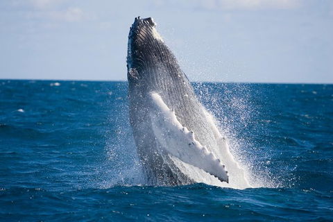 Half-Day Whale Watching And Canal Cruise From Surfers Paradise - Timeshare Accommodation 5