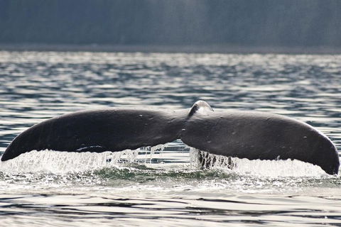 Half-Day Whale Watching And Canal Cruise From Surfers Paradise - Timeshare Accommodation 7