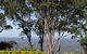 Noosa And Sunshine Coast Hinterland Day Trip From Brisbane - thumb 10
