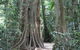 Noosa And Sunshine Coast Hinterland Day Trip From Brisbane - thumb 8