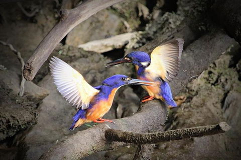 Daintree River Sunset Cruise - Timeshare Accommodation 1