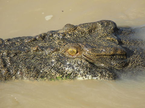 Darwin Jumping Crocodiles Cruise On Adelaide River - Timeshare Accommodation 4