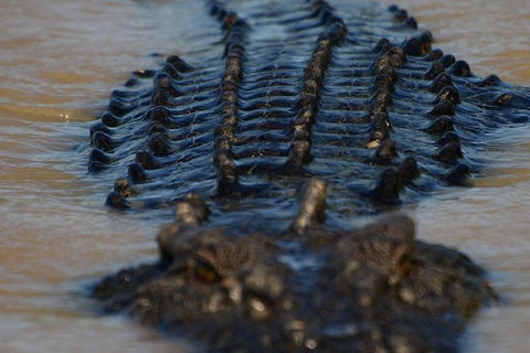 Darwin Jumping Crocodiles Cruise On Adelaide River - Timeshare Accommodation 1
