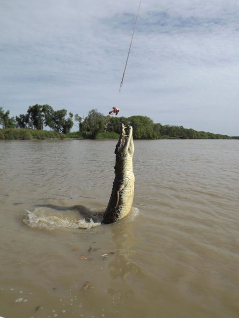 Darwin Jumping Crocodiles Cruise On Adelaide River - Timeshare Accommodation 2