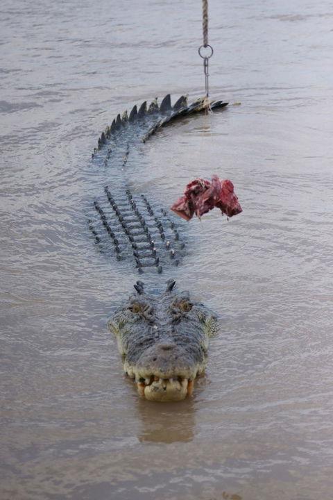 Darwin Jumping Crocodiles Cruise On Adelaide River - Timeshare Accommodation 7