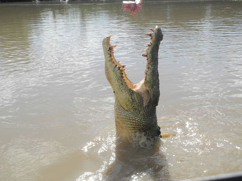 Darwin Jumping Crocodiles Cruise On Adelaide River - Timeshare Accommodation 5
