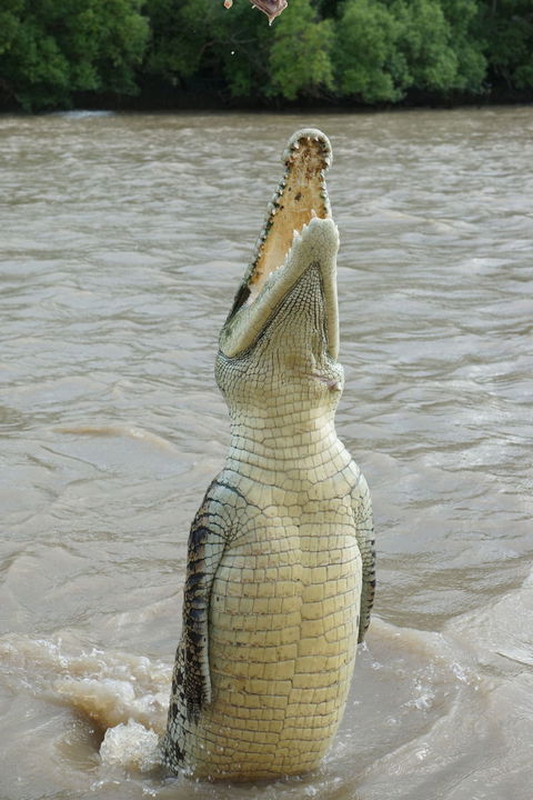 Darwin Jumping Crocodiles Cruise On Adelaide River - Timeshare Accommodation 6