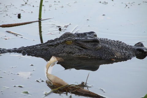 Darwin To Katherine Day Trip By Air Including Nitmiluk (Katherine) Gorge Cruise - Timeshare Accommodation 3