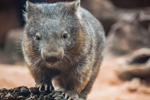 Sydney Shore Excursion: WILD LIFE Sydney Entrance Ticket - Timeshare Accommodation 6