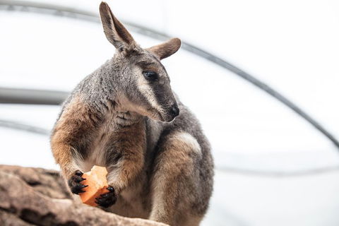 Sydney Shore Excursion: WILD LIFE Sydney Entrance Ticket - Timeshare Accommodation 2