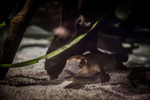 Sydney Shore Excursion: WILD LIFE Sydney Entrance Ticket - Timeshare Accommodation 4