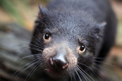 Sydney Shore Excursion: WILD LIFE Sydney Entrance Ticket - Timeshare Accommodation 5