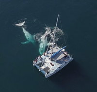 Coffs Harbour Whale Watch Experience - Timeshare Accommodation