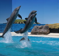 Dolphin Marine Conservation Park - Timeshare Accommodation