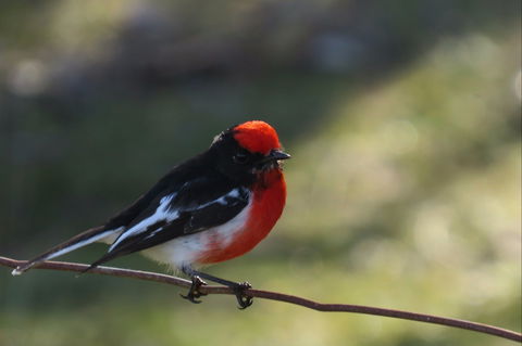 Weddin Bird Trails - Timeshare Accommodation 0