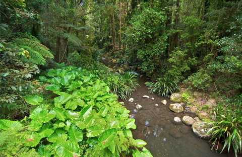 Brindle Creek Picnic Area - Timeshare Accommodation 0