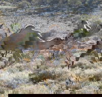 Canning Stock Route - Timeshare Accommodation