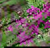 Cassinia Walking Track - Timeshare Accommodation