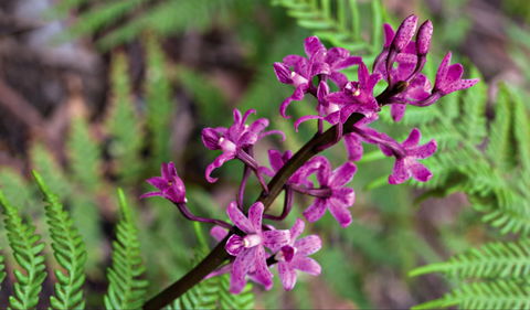 Cassinia Walking Track - Timeshare Accommodation 0