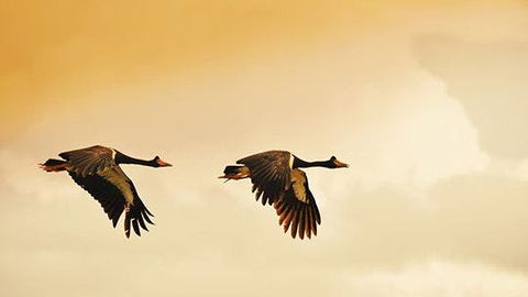 Mary River - Timeshare Accommodation 1