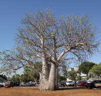 Old Boab Tree in Cavenagh Street - Timeshare Accommodation