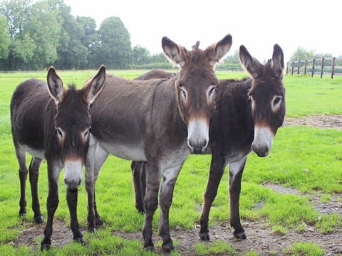 The Good Samaritan Donkey Sanctuary - Timeshare Accommodation 0