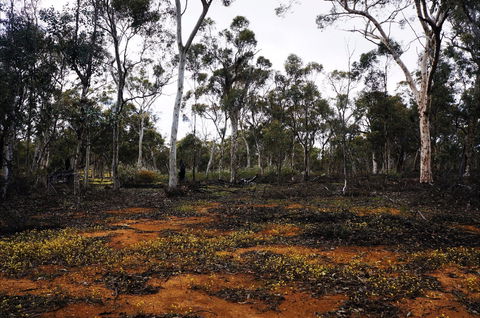 Woylie Walk, Dryandra Woodland - Timeshare Accommodation 0