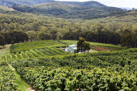 Yarra Valley Cherries - Timeshare Accommodation 2