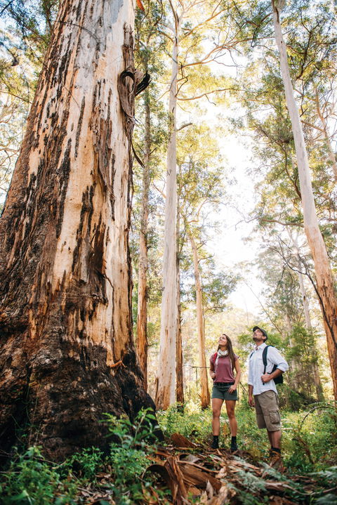 Jarrahland Wildflower Trail - Timeshare Accommodation 0