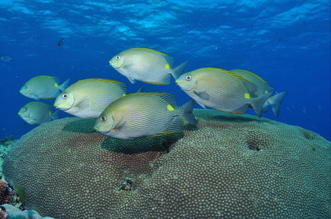 Lodestone Reef - Timeshare Accommodation 0