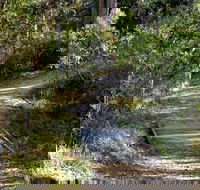 McDirtys Walking Track - Timeshare Accommodation